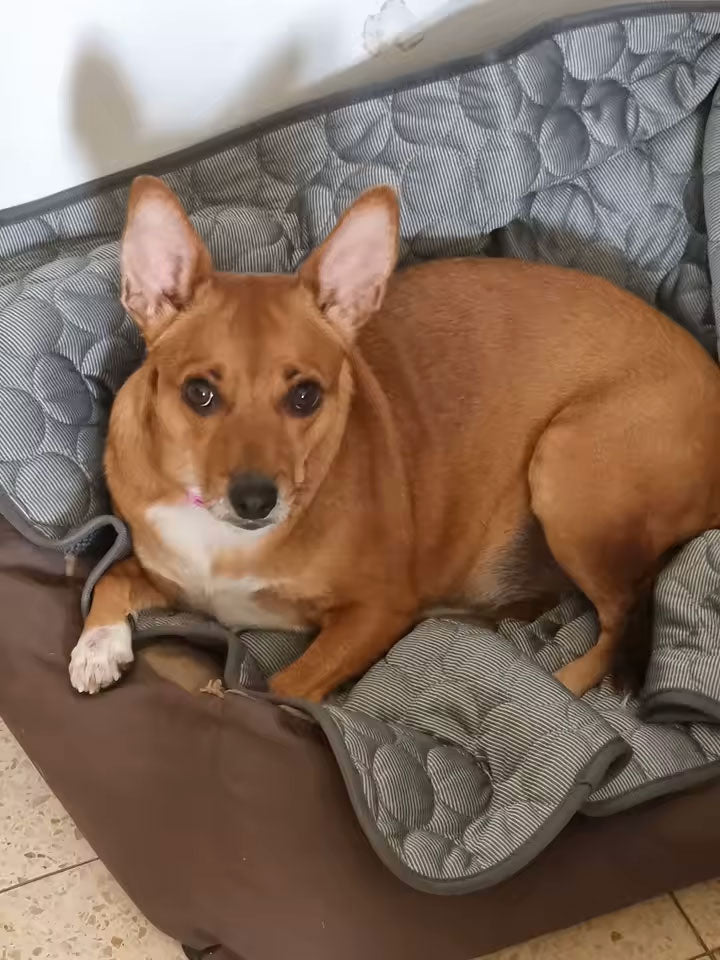Customer pet relaxing on a FuzzlyPet cooling mat