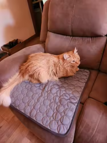 Customer pet relaxing on a FuzzlyPet cooling mat