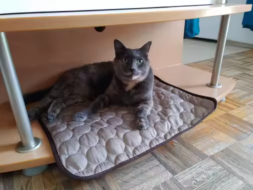 Customer pet relaxing on a FuzzlyPet cooling mat