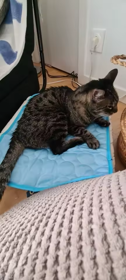 Customer pet relaxing on a FuzzlyPet cooling mat