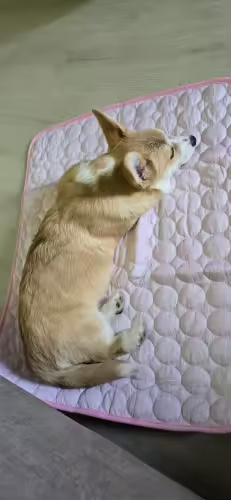Customer pet relaxing on a FuzzlyPet cooling mat