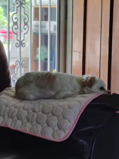 Customer pet relaxing on a FuzzlyPet cooling mat