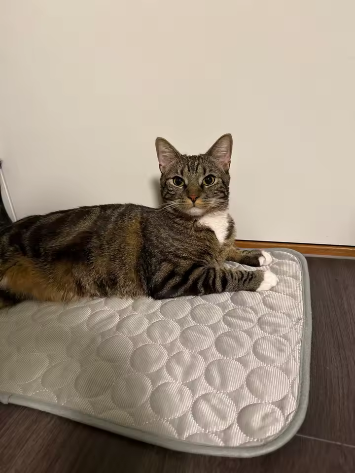 Customer pet relaxing on a FuzzlyPet cooling mat