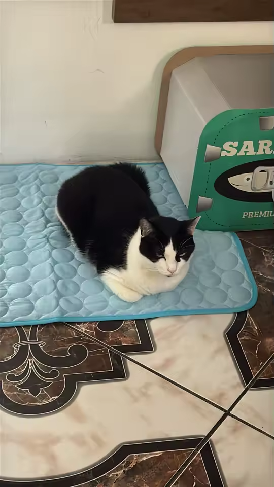 Customer pet relaxing on a FuzzlyPet cooling mat